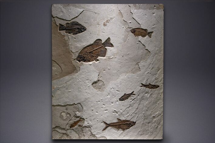 Museum-Quality Green River Fossil Fish Mural - Two Phareodus! #368995